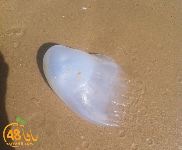 qandeel el ba7r629 (4).jpg